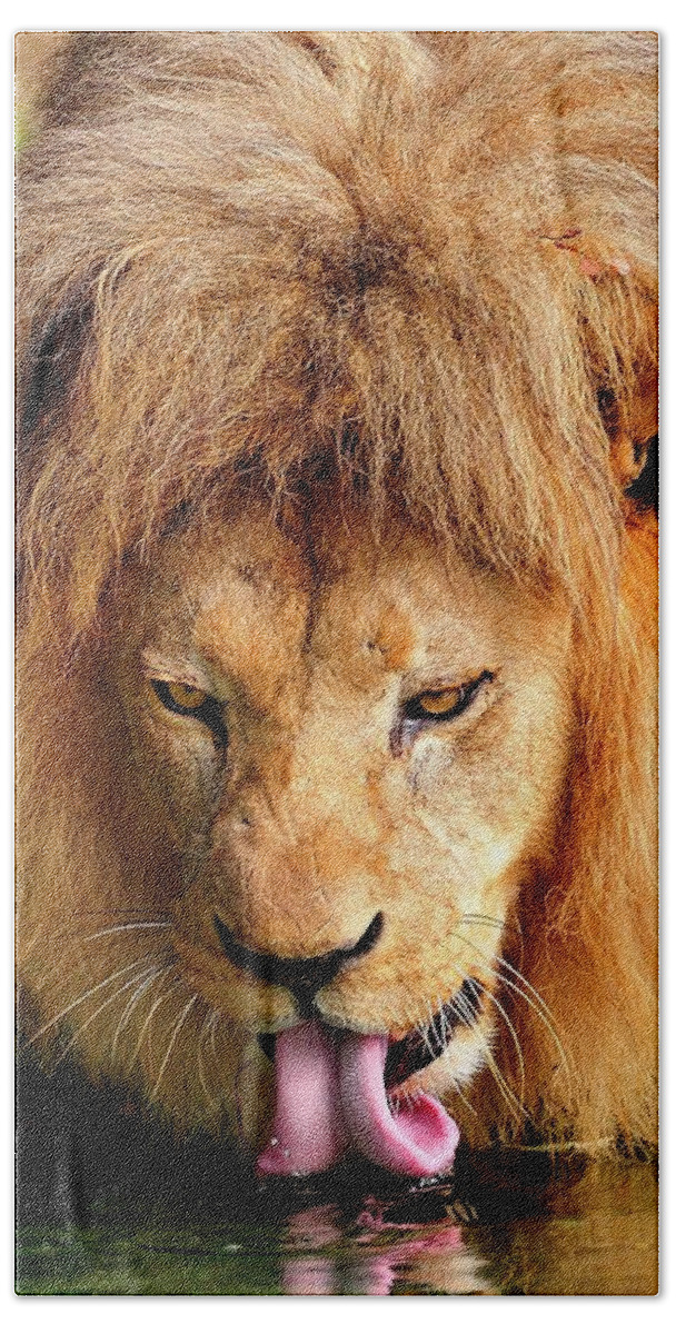 African Bath Towel featuring the photograph Lion drinking #1 by Bill Dodsworth
