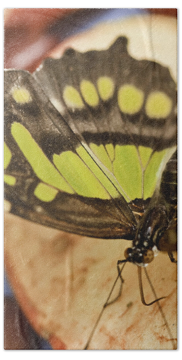 Malachite Bath Towel featuring the photograph Malachite Butterfly #1 by Perla Copernik