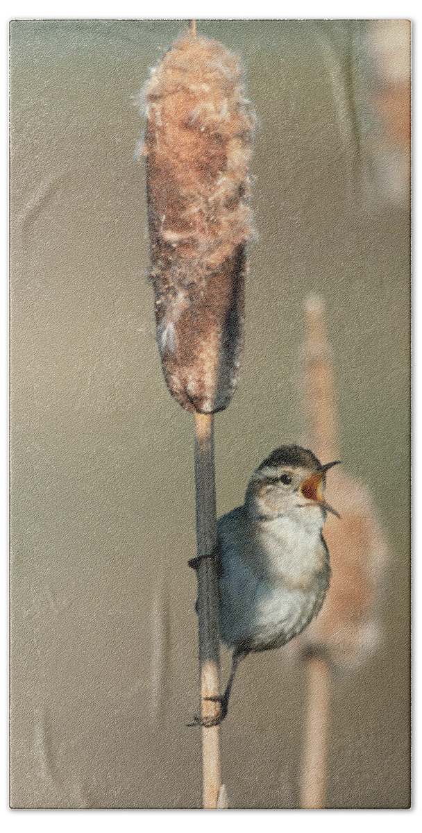 00171648 Hand Towel featuring the photograph Marsh Wren Singing While Perching #1 by Tim Fitzharris