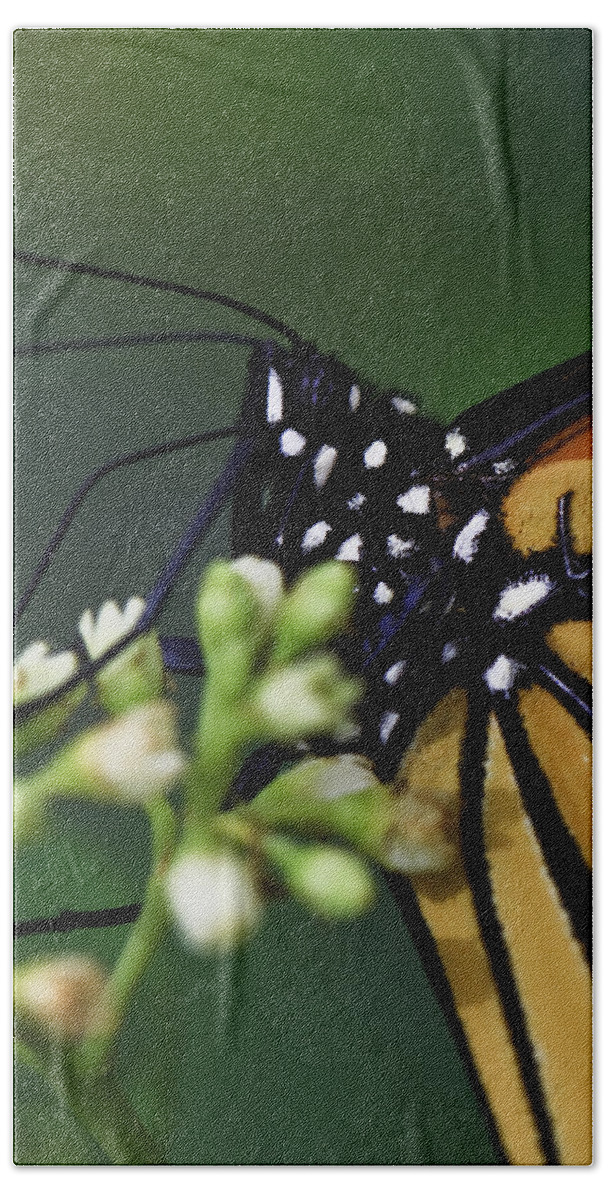 Butterflies Bath Towel featuring the photograph Monarch #1 by Perla Copernik