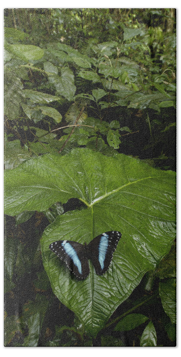 Mp Bath Towel featuring the photograph Morpho Butterfly Morpho Achilles #1 by Pete Oxford