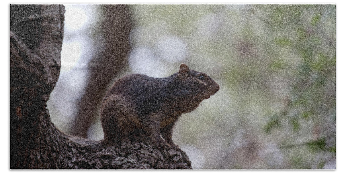 Squirrel Hand Towel featuring the photograph Old Man #1 by Douglas Barnard