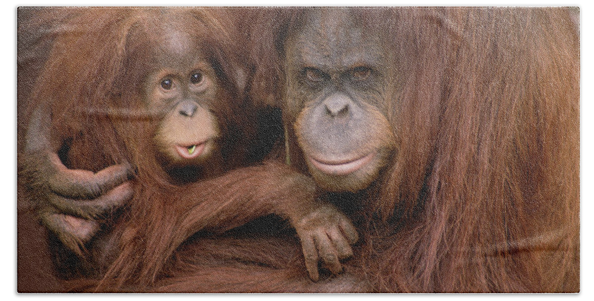 Mp Hand Towel featuring the photograph Orangutan Pongo Pygmaeus Mother #1 by Gerry Ellis