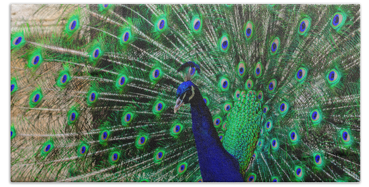Animal Bath Sheet featuring the photograph Peacock #1 by Michael Goyberg