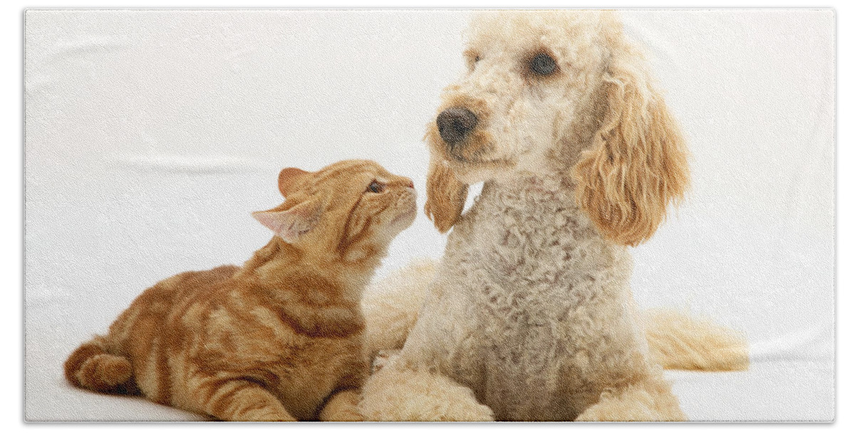 Apricot Poodle Bath Towel featuring the photograph Poodle And Cat #1 by Jane Burton