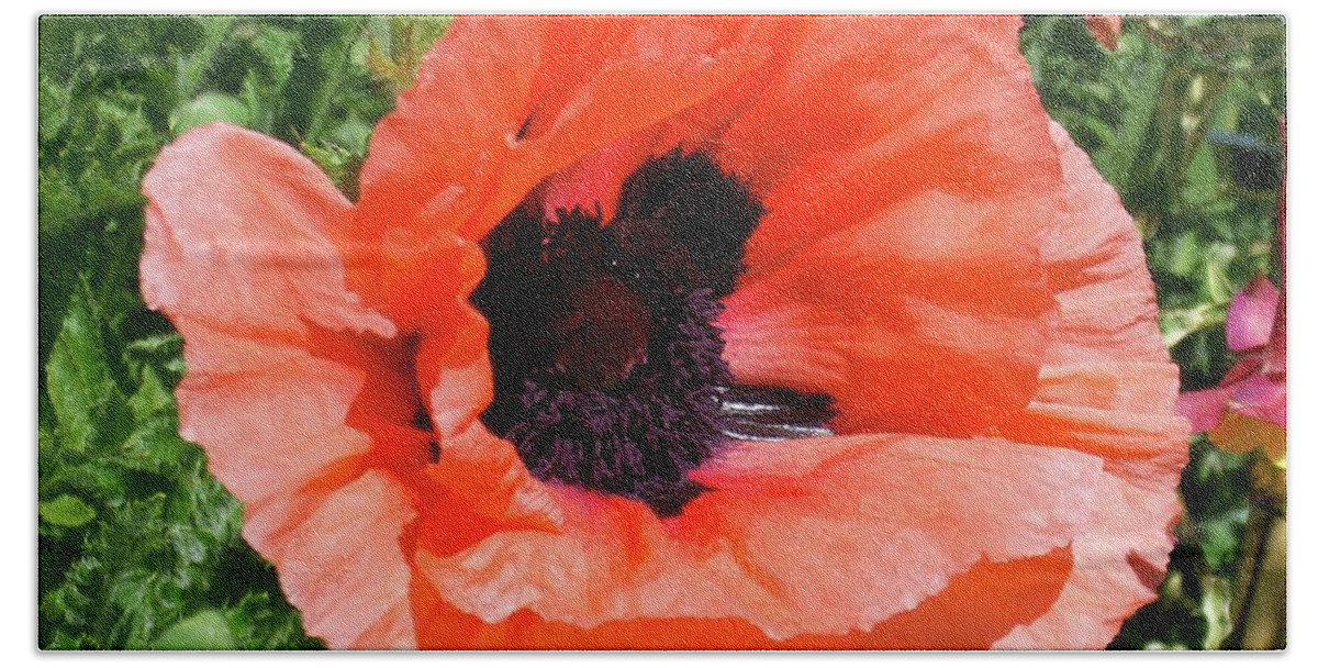Poppy Hand Towel featuring the photograph Poppy #1 by Quin Sweetman