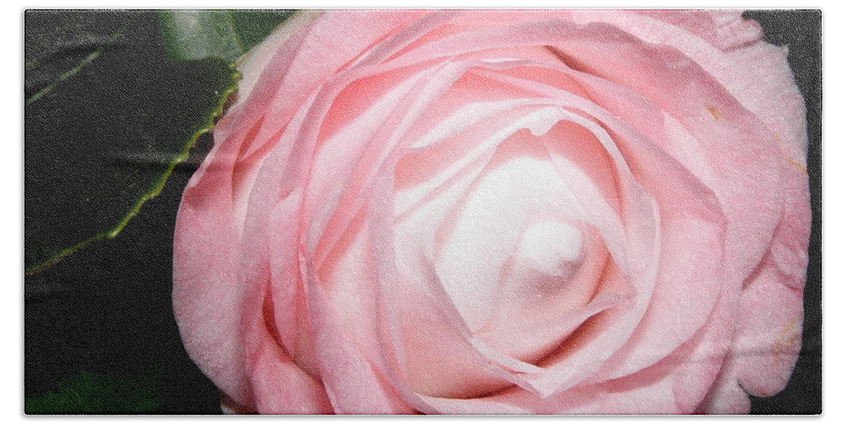 Pink Bath Towel featuring the photograph Pretty In Pink #1 by Kim Galluzzo
