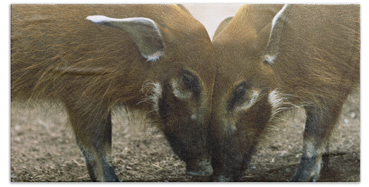 Mp Hand Towel featuring the photograph Red River Hog Potamochoerus Porcus Pair #1 by San Diego Zoo