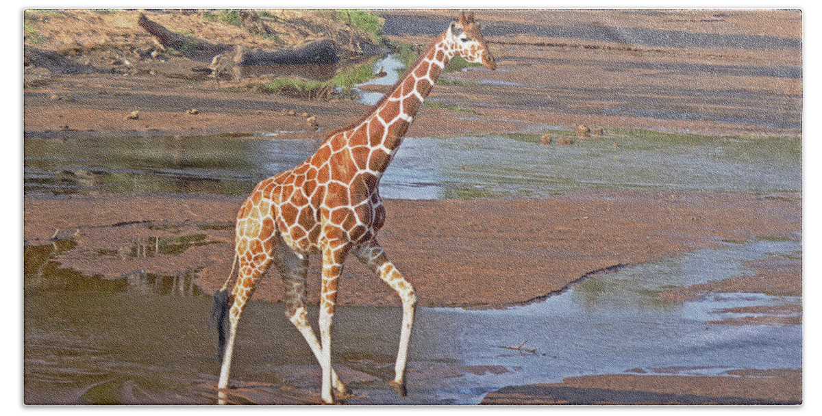 Giraffa Camelopardalis Reticulata Bath Towel featuring the photograph Reticulated Giraffe #2 by Tony Murtagh
