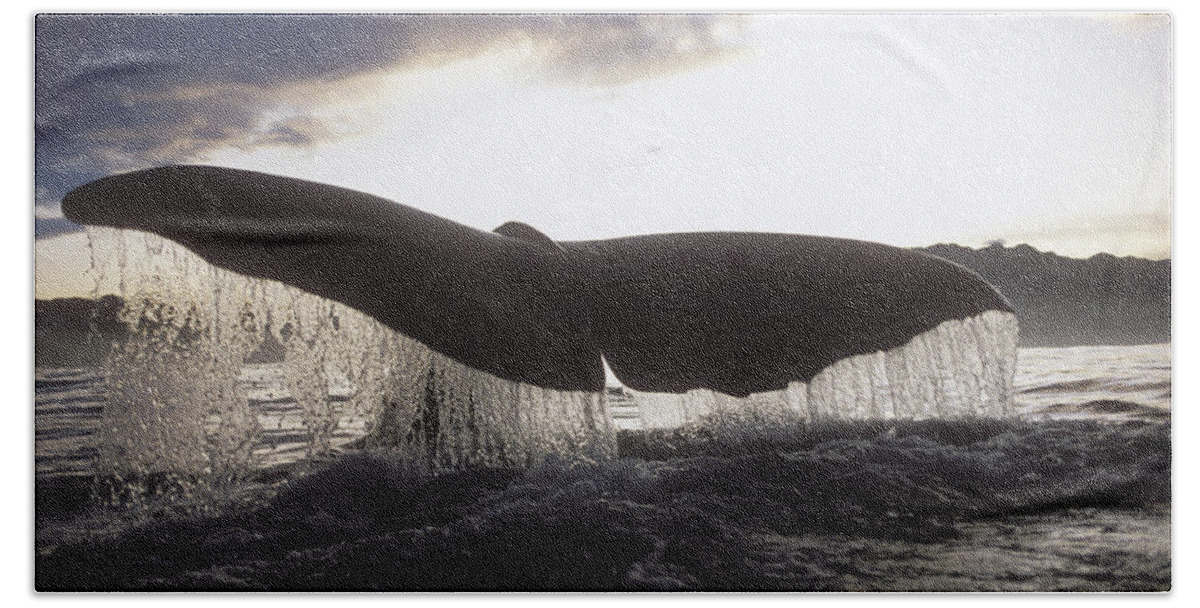 00113842 Hand Towel featuring the photograph Sperm Whale Tail At Sunset New Zealand #1 by Flip Nicklin
