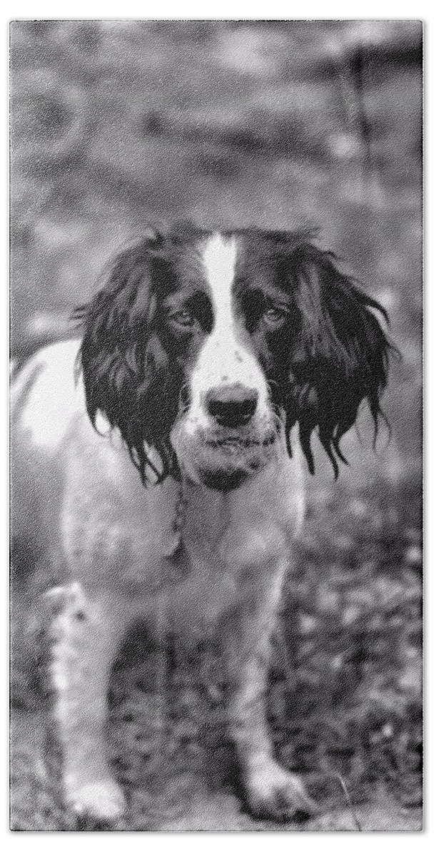 Springer Spaniel Bath Towel featuring the photograph Lady the Springer Spaniel by Marlo Horne