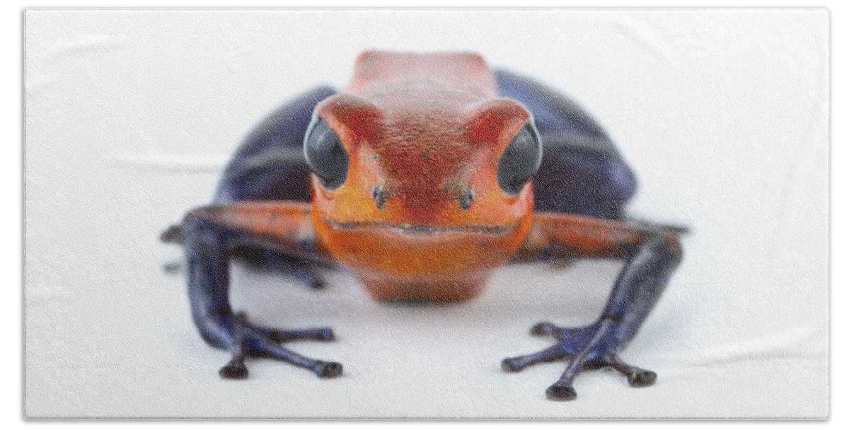 00478754 Bath Towel featuring the photograph Strawberry Poison Dart Frog La Selva #1 by Piotr Naskrecki