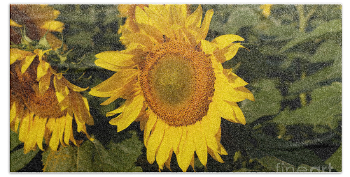 Sun Flower Bath Towel featuring the photograph Sun Flower #1 by William Norton