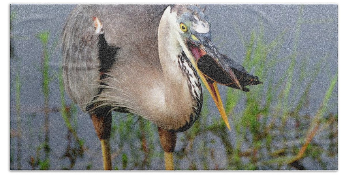 Great Blue Heron Hand Towel featuring the photograph Toss and Catch #1 by Bill Dodsworth