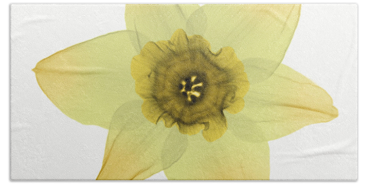 X-ray Hand Towel featuring the photograph X-ray Of Daffodil Flower #1 by Ted Kinsman