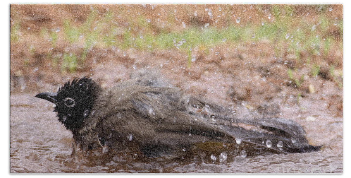 Pycnonotus Xanthopygos Bath Towel featuring the photograph Yellow-vented Bulbul #1 by Alon Meir
