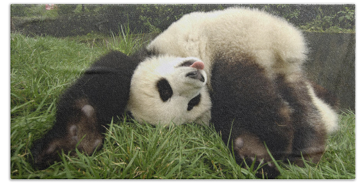 Mp Bath Towel featuring the photograph Giant Panda Ailuropoda Melanoleuca #10 by Katherine Feng