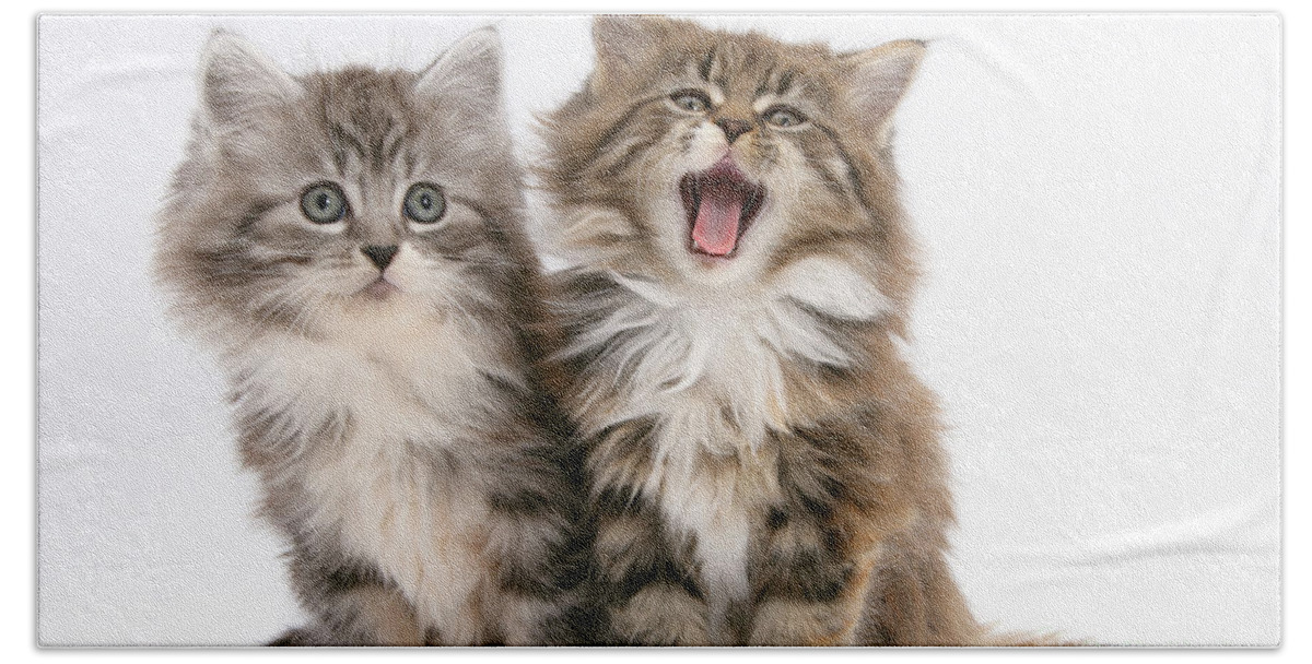 Animal Bath Towel featuring the photograph Maine Coon Kittens #16 by Mark Taylor