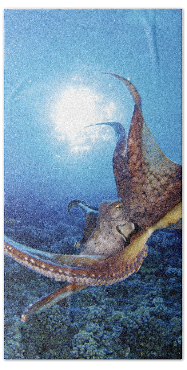 30-csm0241 Bath Towel featuring the photograph Hawaii, Day Octopus #15 by Dave Fleetham - Printscapes