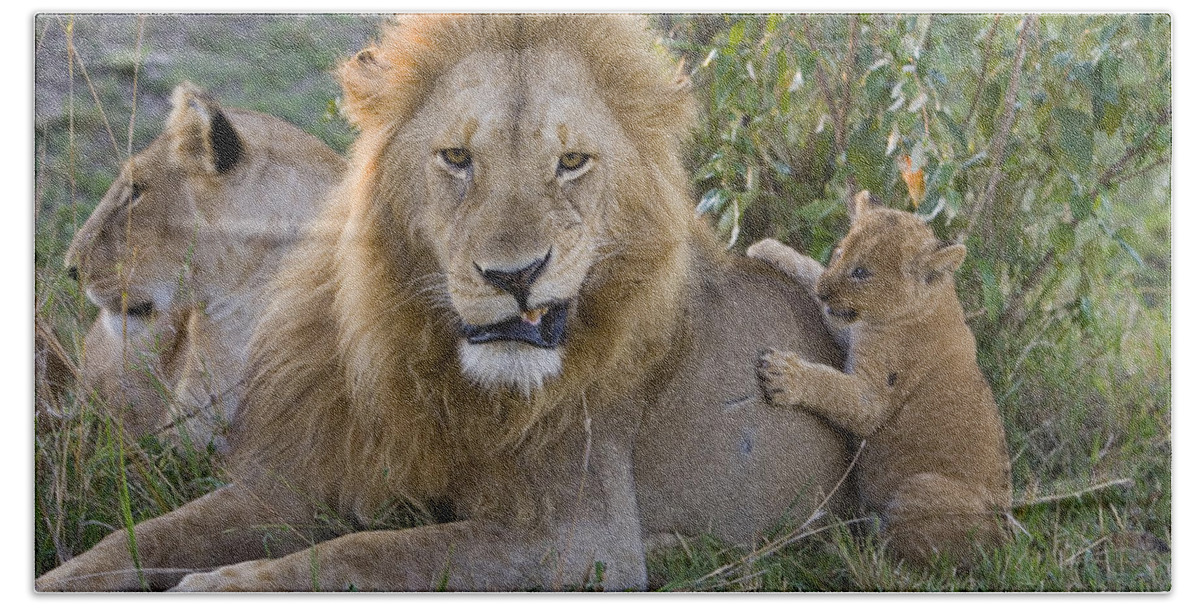 00761280 Bath Towel featuring the photograph African Lion Cub Playing With Adult #2 by Suzi Eszterhas