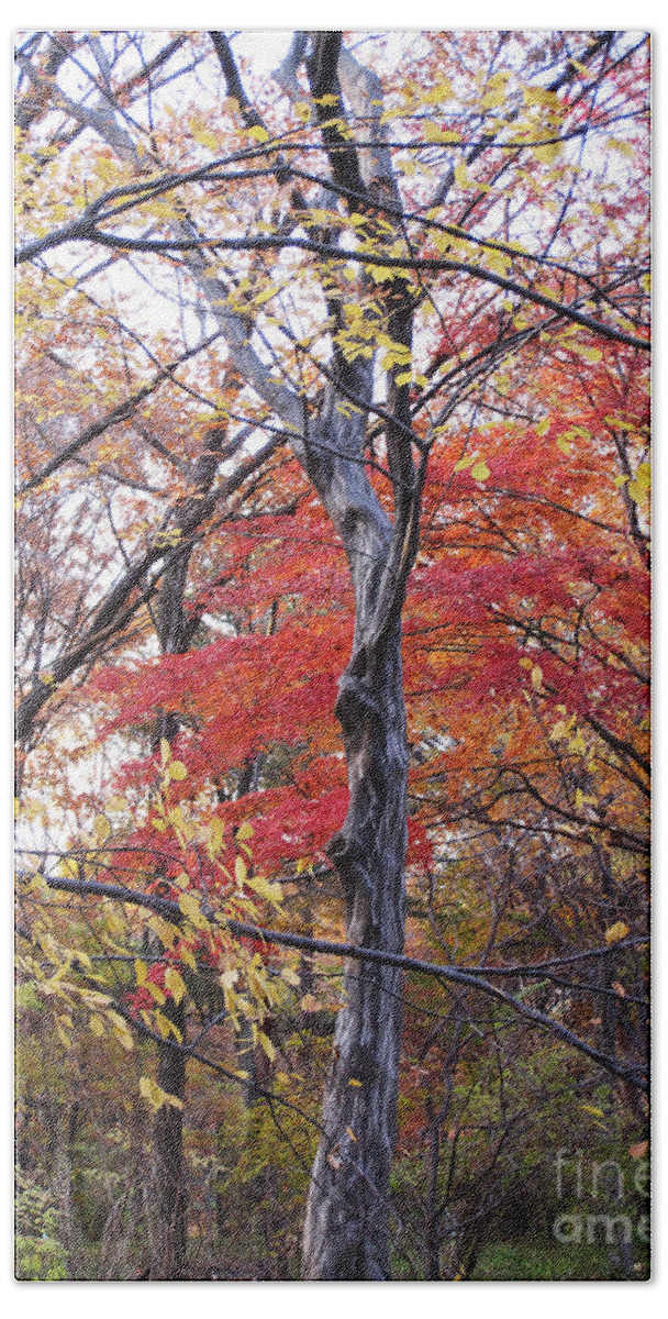 Red Hand Towel featuring the photograph Autumn #2 by Eena Bo