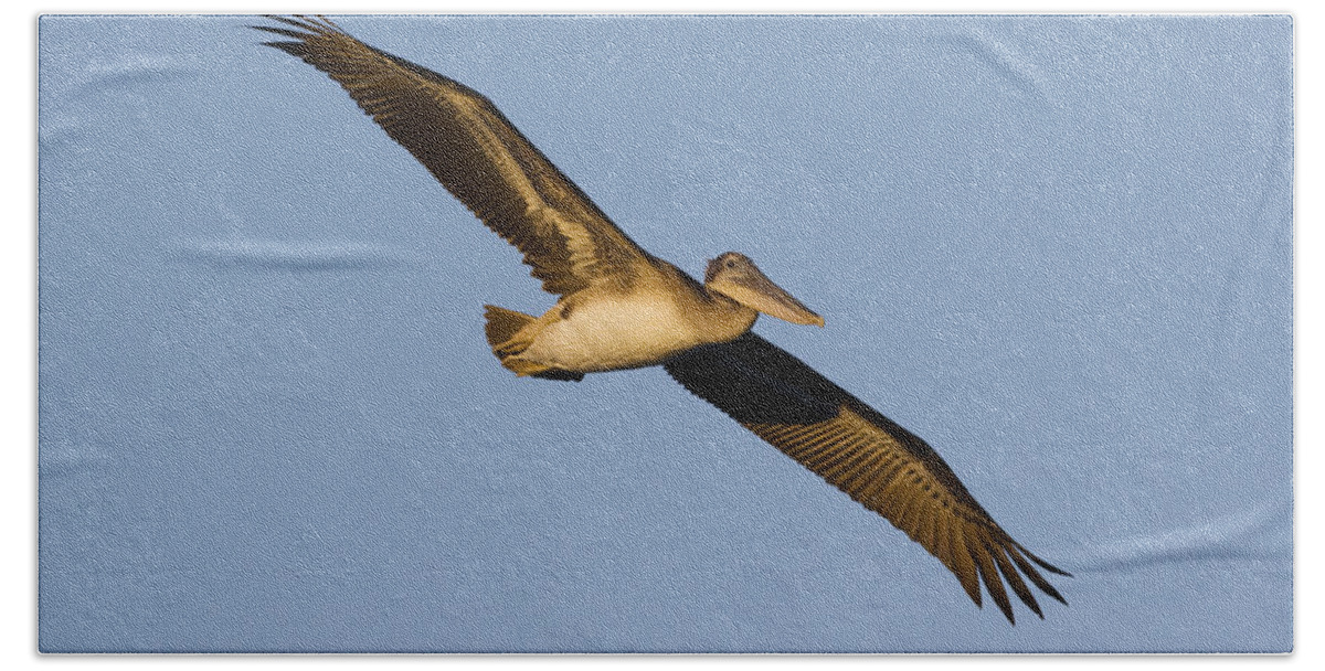 00429758 Bath Towel featuring the photograph Brown Pelican Juvenile Flying by Sebastian Kennerknecht