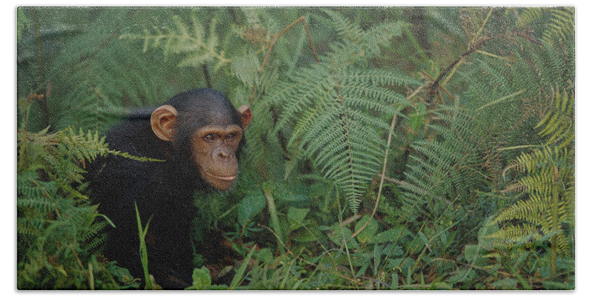 00620020 Bath Towel featuring the photograph Chimpanzee on Forest Floor by Cyril Ruoso