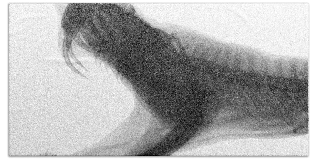 Eastern Diamondback Rattlesnake Hand Towel featuring the photograph Eastern Diamondback Rattlesnake, X-ray #2 by Ted Kinsman