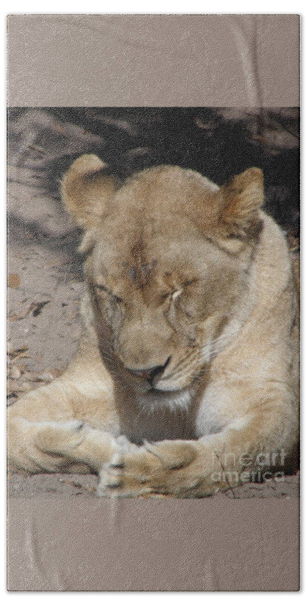 Lioness Bath Towel featuring the photograph Lioness #2 by Kim Galluzzo