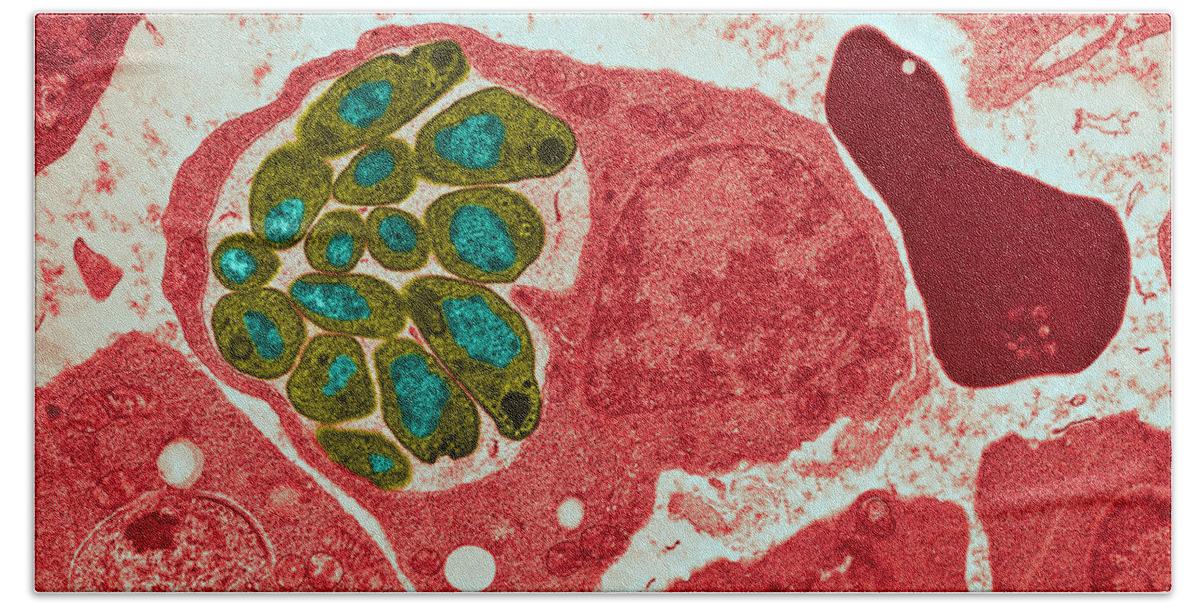 Histology Bath Towel featuring the photograph Malaria Tem #2 by Omikron