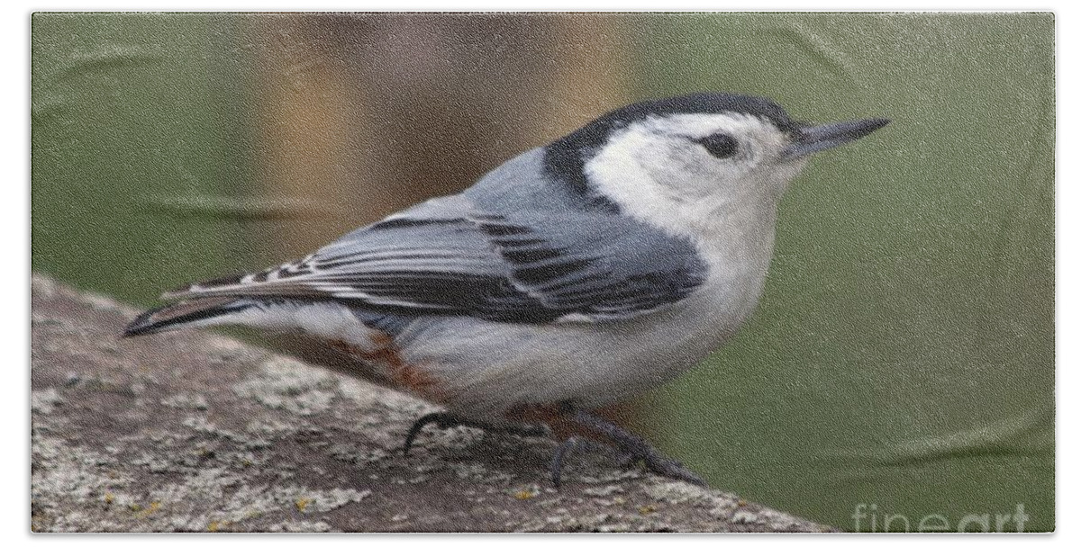Nuthatch Bath Sheet featuring the photograph Nuthatch #2 by Lori Tordsen