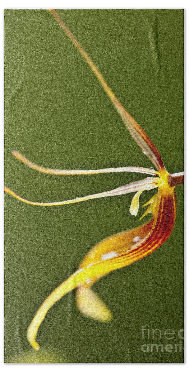 Orchid Bath Towel featuring the photograph Restrepia iris orchid by Heiko Koehrer-Wagner