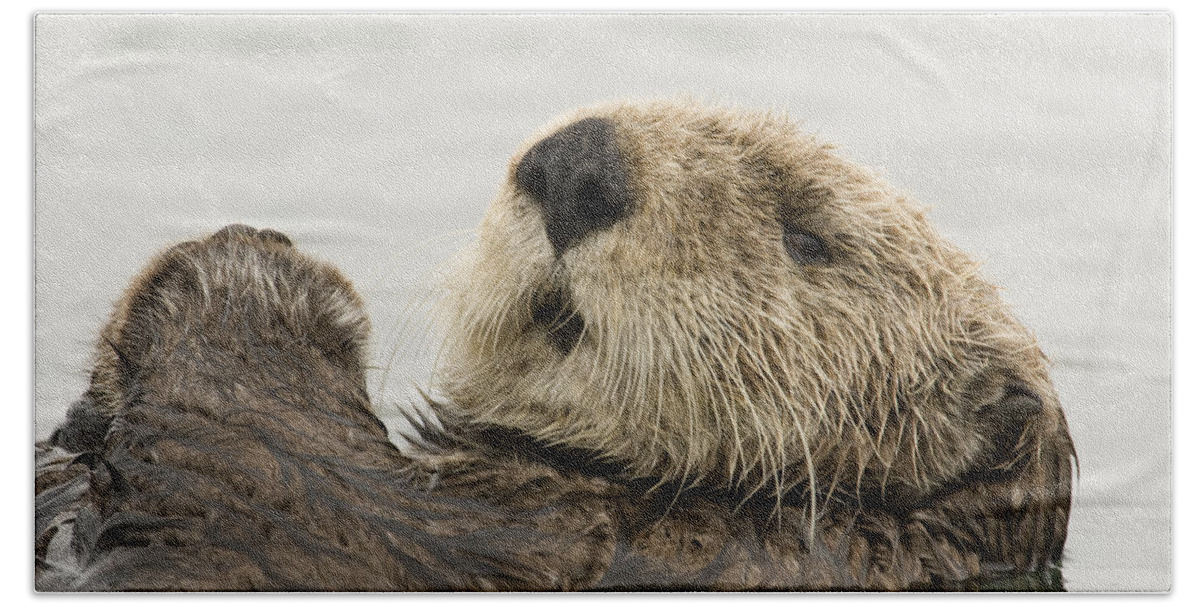 00429872 Bath Towel featuring the photograph Sea Otter Elkhorn Slough Monterey Bay #2 by Sebastian Kennerknecht