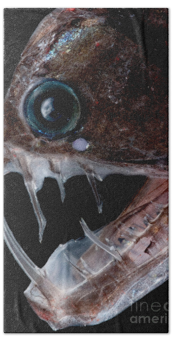 Chauliodus Sloani Bath Towel featuring the photograph Sloanes Viperfish #2 by Dant Fenolio
