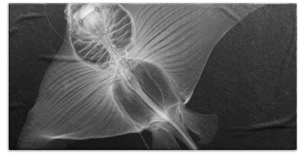 X-ray Bath Towel featuring the photograph X-ray Of Cownose Ray #2 by Ted Kinsman