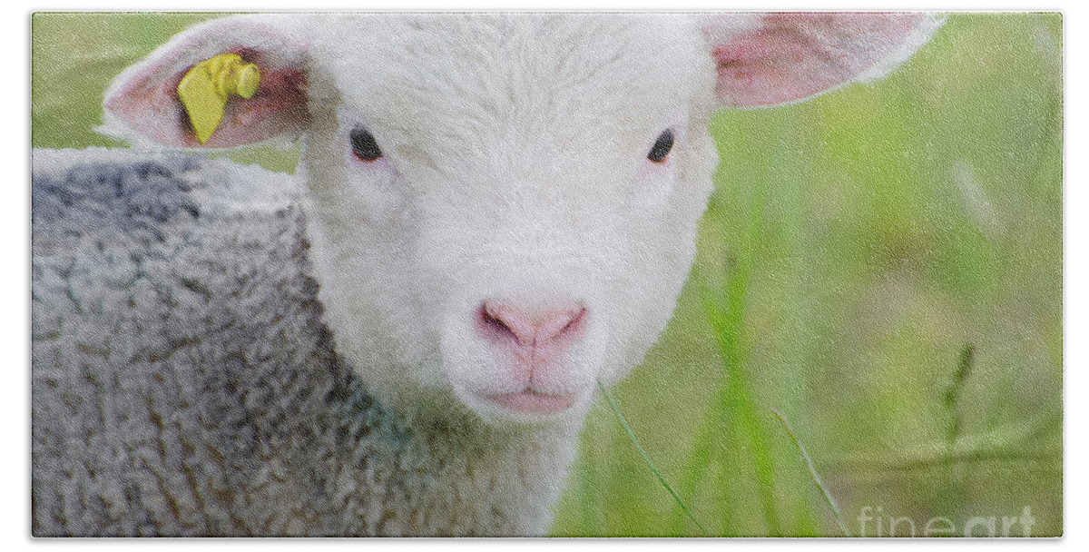 Sheep Hand Towel featuring the photograph Young Sheep #2 by Mats Silvan