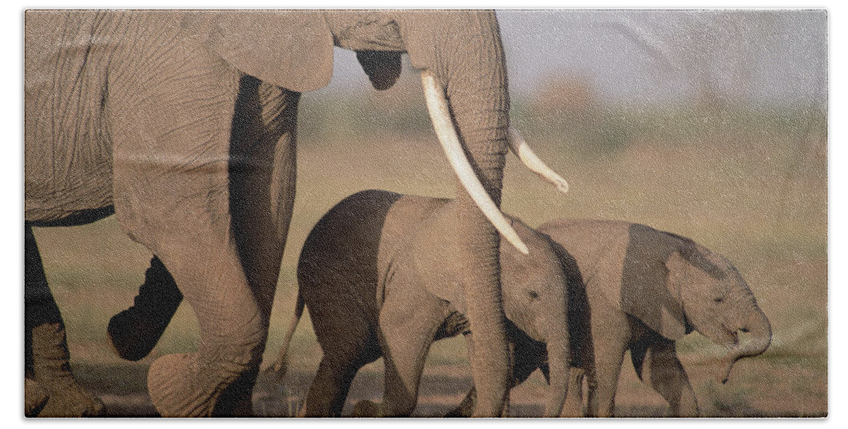Mp Hand Towel featuring the photograph African Elephant Loxodonta Africana #3 by Gerry Ellis
