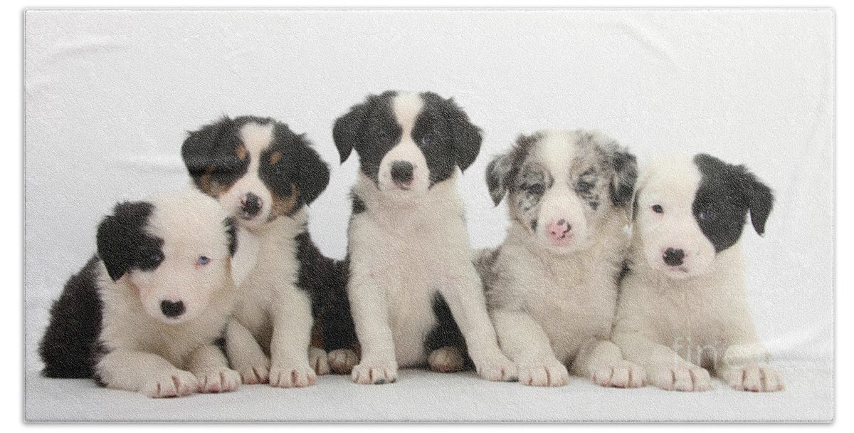 Dog Hand Towel featuring the photograph Border Collie Puppies #14 by Mark Taylor