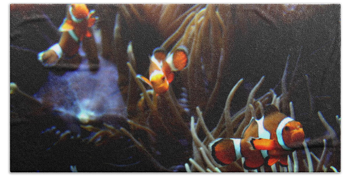 Waikiki Aquarium Bath Towel featuring the photograph 3 Clowns by Jennifer Bright Burr