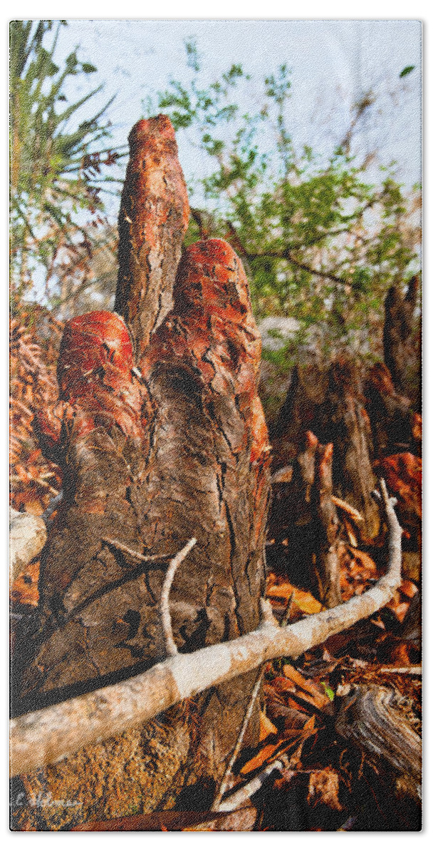 Christopher Holmes Photography Bath Towel featuring the photograph Cypress Knees #3 by Christopher Holmes