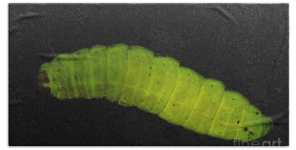 Bioluminescence Bath Towel featuring the photograph Dead Moth Grub #3 by Dante Fenolio