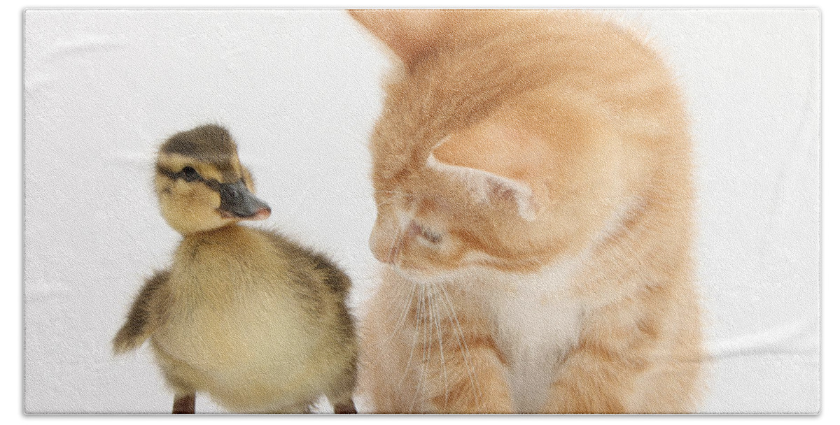 Nature Hand Towel featuring the photograph Ginger Kitten And Mallard Duckling #7 by Mark Taylor
