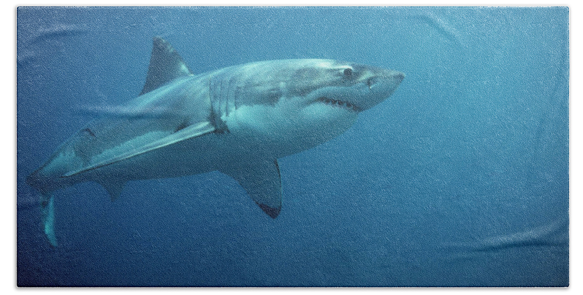 Mp Bath Towel featuring the photograph Great White Shark Carcharodon by Mike Parry