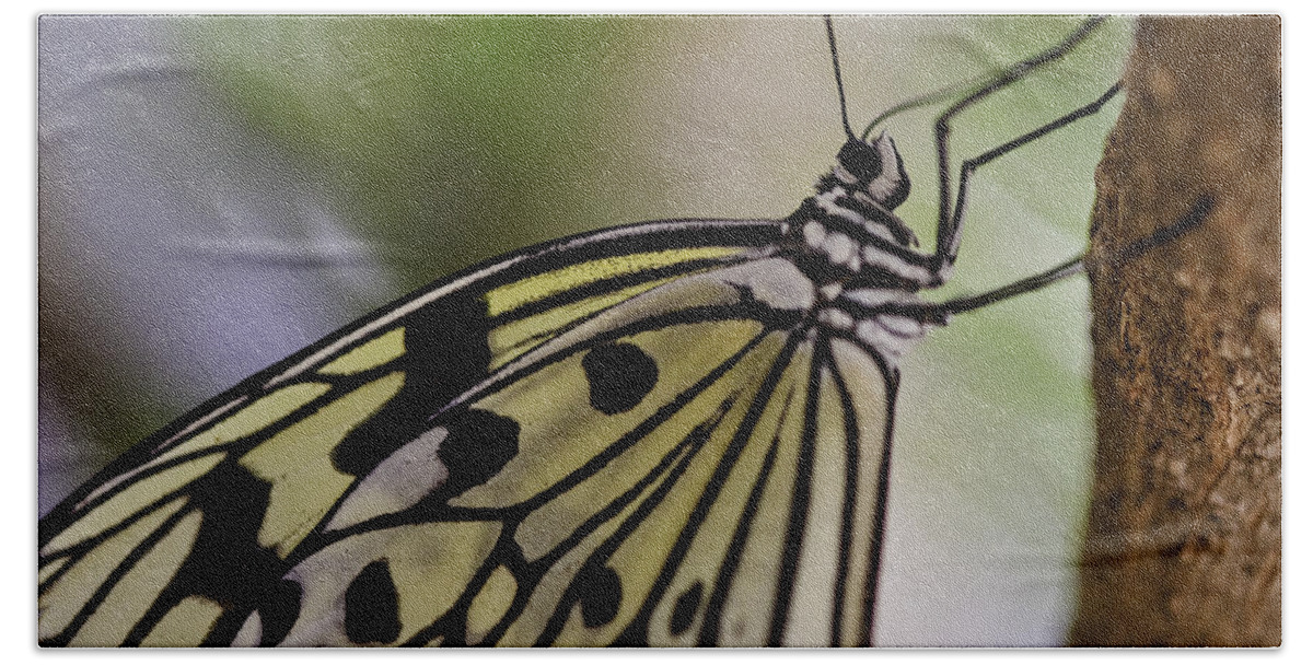 Paper Kite Bath Towel featuring the photograph Paper Kite Butterfly #3 by Perla Copernik