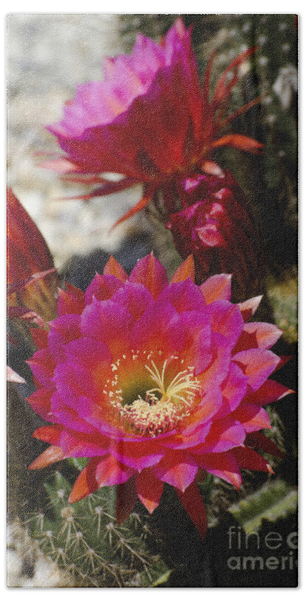 Cactus Bath Towel featuring the photograph Pink cactus flowers #3 by Jim And Emily Bush