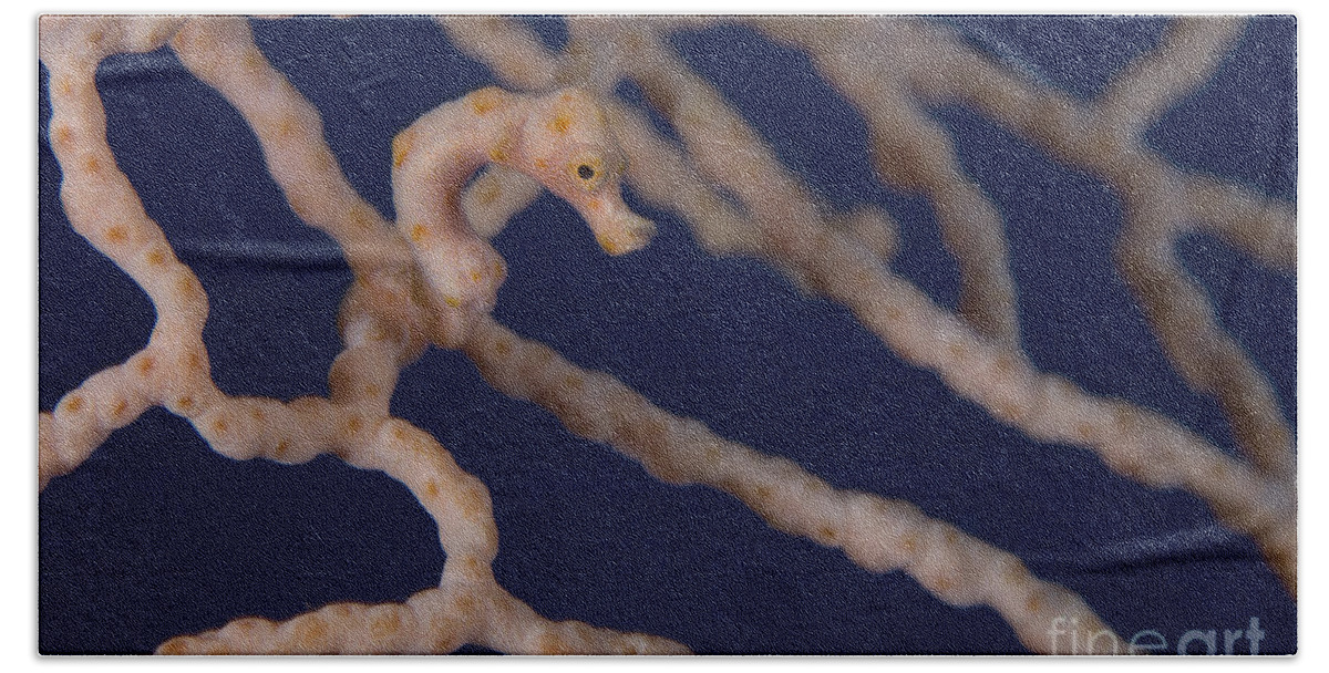 Fish Bath Towel featuring the photograph Pygmy Seahorse On Sea Fan, Papua New #3 by Steve Jones
