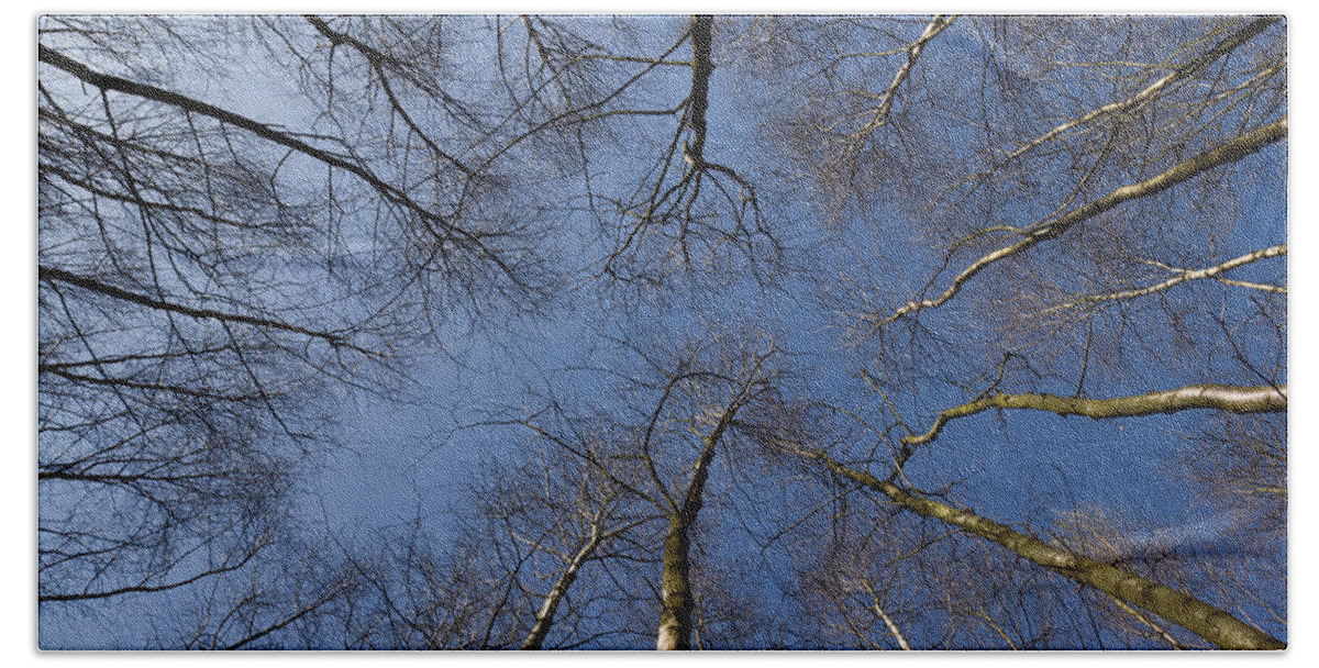 Tree Bath Towel featuring the photograph Trees in Epping Forest #3 by David Pyatt