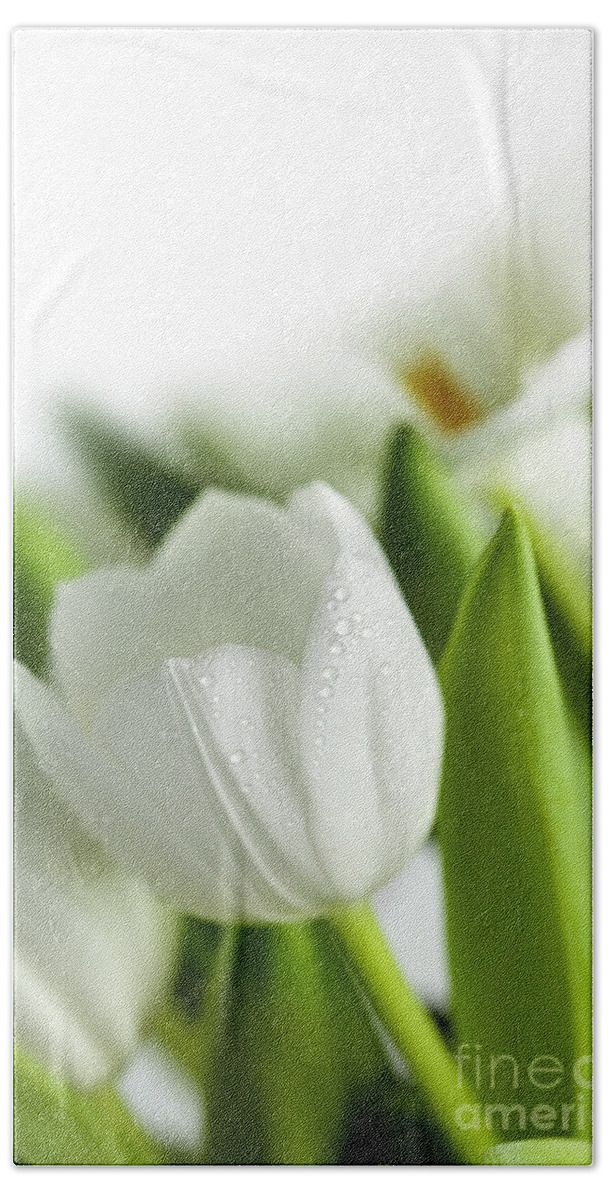 Dew Hand Towel featuring the photograph White Tulips #3 by Nailia Schwarz