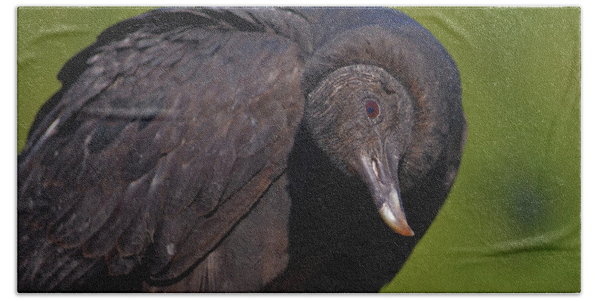  Bath Towel featuring the photograph 37- Black Vulture by Joseph Keane