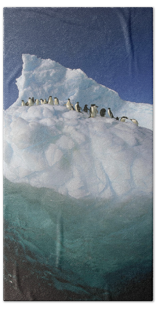 Hhh Bath Towel featuring the photograph Adelie Penguin Pygoscelis Adeliae Group #4 by Colin Monteath